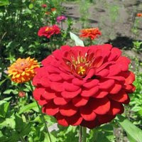 Zinnia Flowers Seeds Exquisite Flower Seeds, ""Cool Beans N Sprouts"" Brand. Non-Gmo. Home Gardening | Etsy (US)