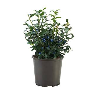 2.25 Gal. Legacy Blueberry Plant with Flavorful Sweet Berries | The Home Depot