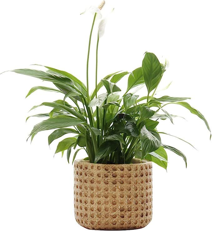 SAROSORA Ceramic Flower Pots Cement Succulent Planter 5.7" with Drainage Hole Weave Pattern for I... | Amazon (US)