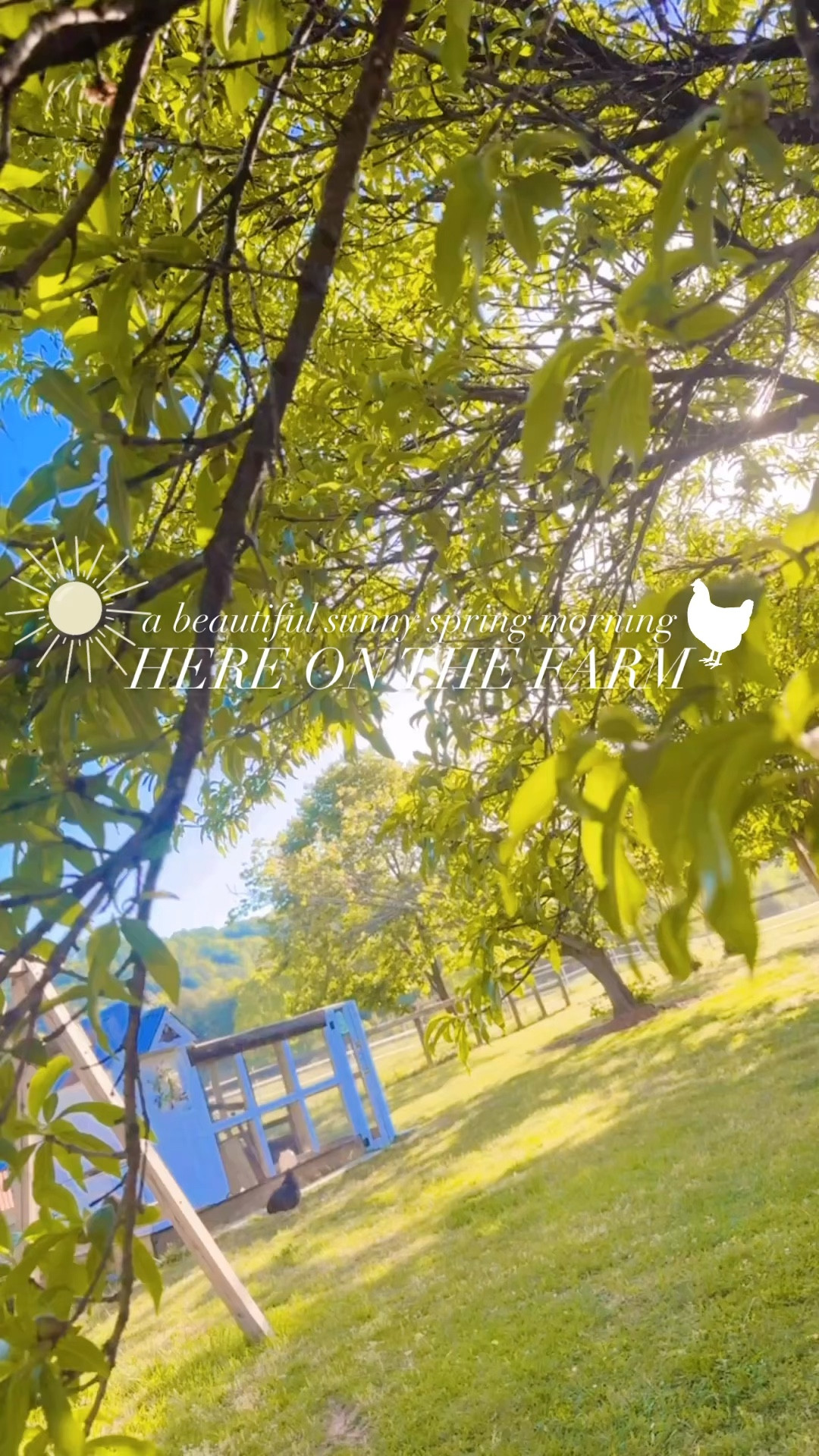 a beautiful sunny spring morning here on the farm ☀️🪴👩‍🌾🐓