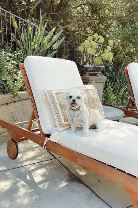 Poolside pup! 

#ltkhome #sunbed #chaiselounge #outdoorfurniture #outdoorcushions