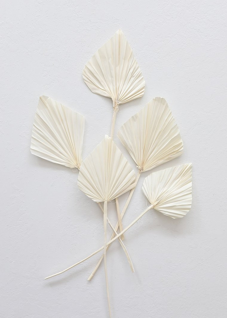 Pack of 5 - Afloral Cream Natural Palm Spears - 15-22" Tall | Afloral (US)