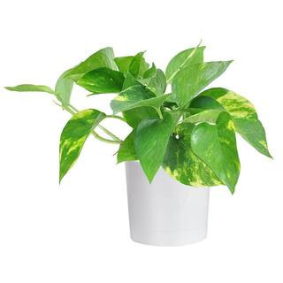 Grower's Choice Pothos Indoor Plant in 4 in. Decor Planter, Avg. Shipping Height 8 in. Tall | The Home Depot