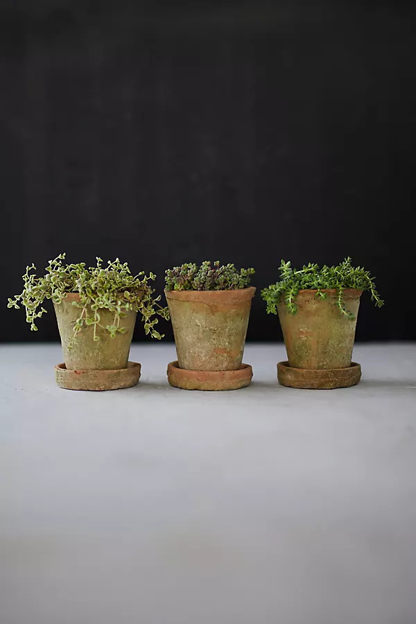 Earth Fired Clay Herb Pot + Saucer, Set of 3 | Anthropologie (US)