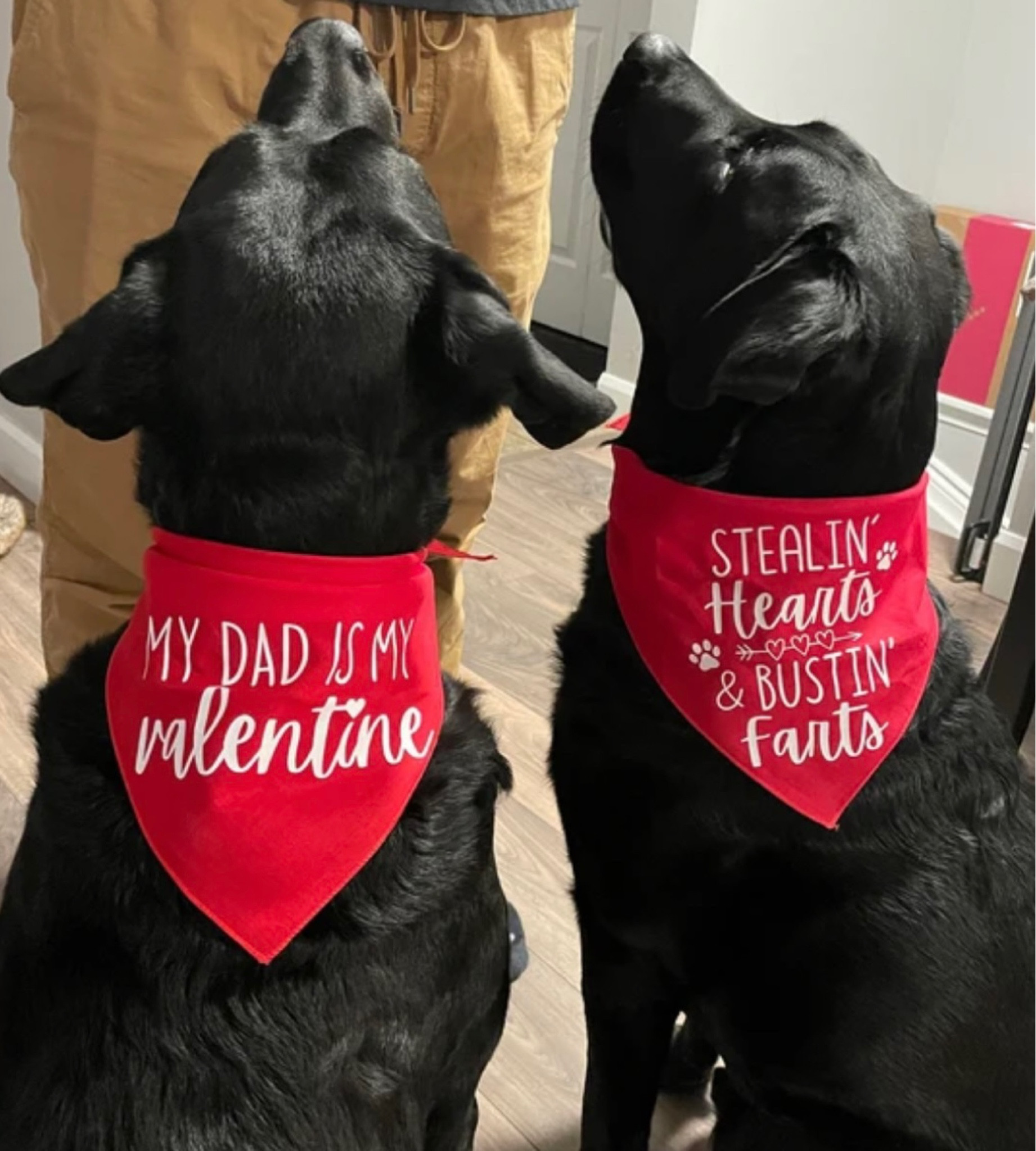 Love is in the air ❤️
#dog #pets

#LTKunder50 #LTKhome #LTKSeasonal