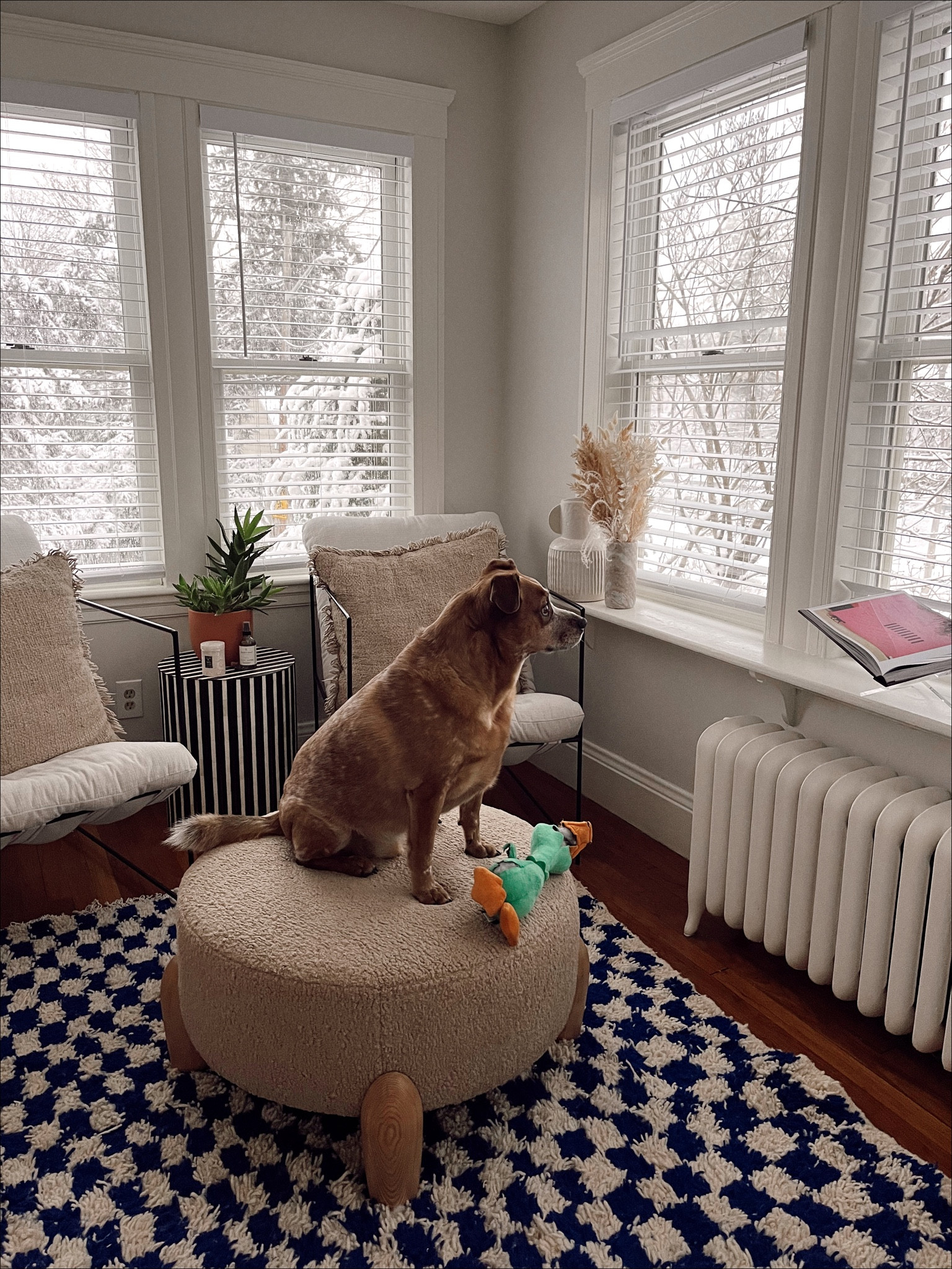 Henry’s favorite perch these days #wayday #vipsale #interiordesign

#LTKhome #LTKFind #LTKsalealert