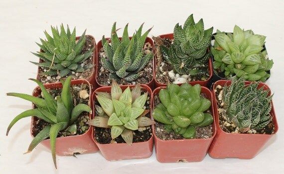9 Assorted Haworthias in 2" containers potted great Variety of Succulent plants Collection Succulent | Etsy (US)