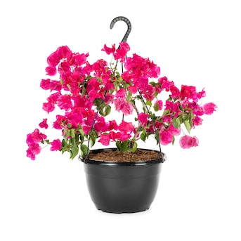 Lowe's 1.5 -Gallon Bougainvillea Flowering Shrub with Multicolor Blooms 1 -Pack Lowes.com | Lowe's