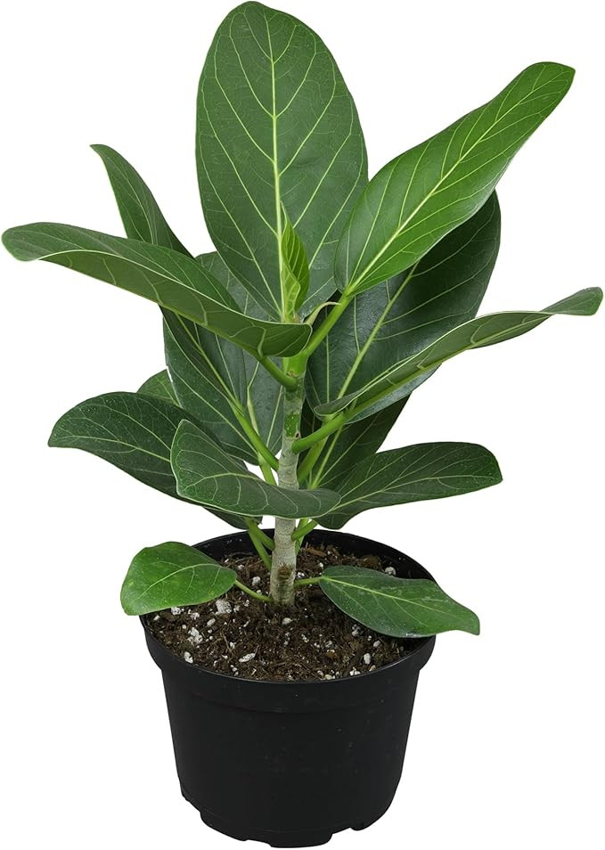 Audrey Ficus Tree Live Plant (Approx. 16" Tall) in 6 Inch Pot, Air Purifying Plant, Easy Plant De... | Amazon (US)
