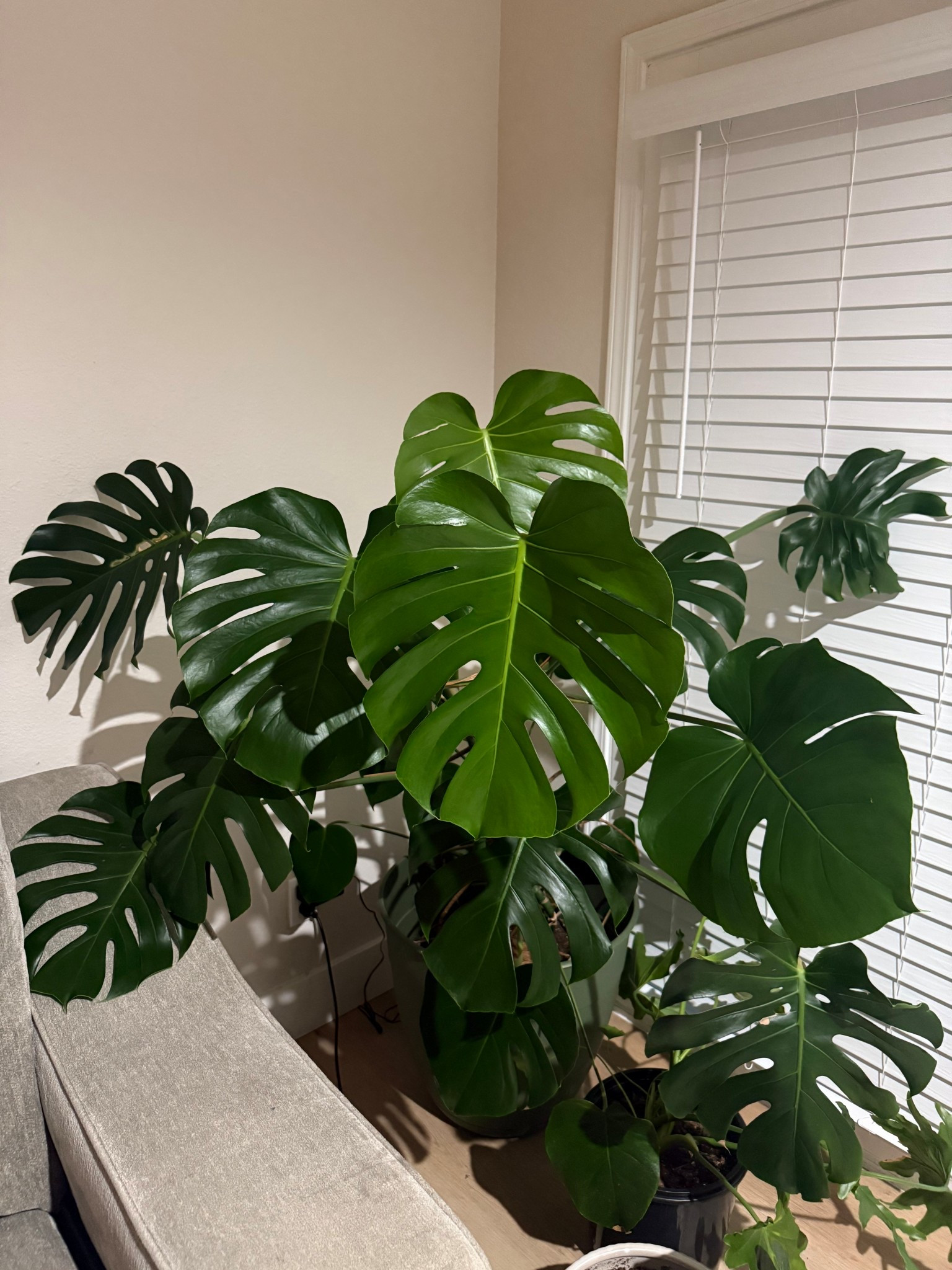 whoever said you shouldn’t get plants at box stores just didn’t have enough patience! 

Got this at Trader Joe’s a few years ago and she’s doing great! 

#LTKFindsUnder50 #LTKHome
