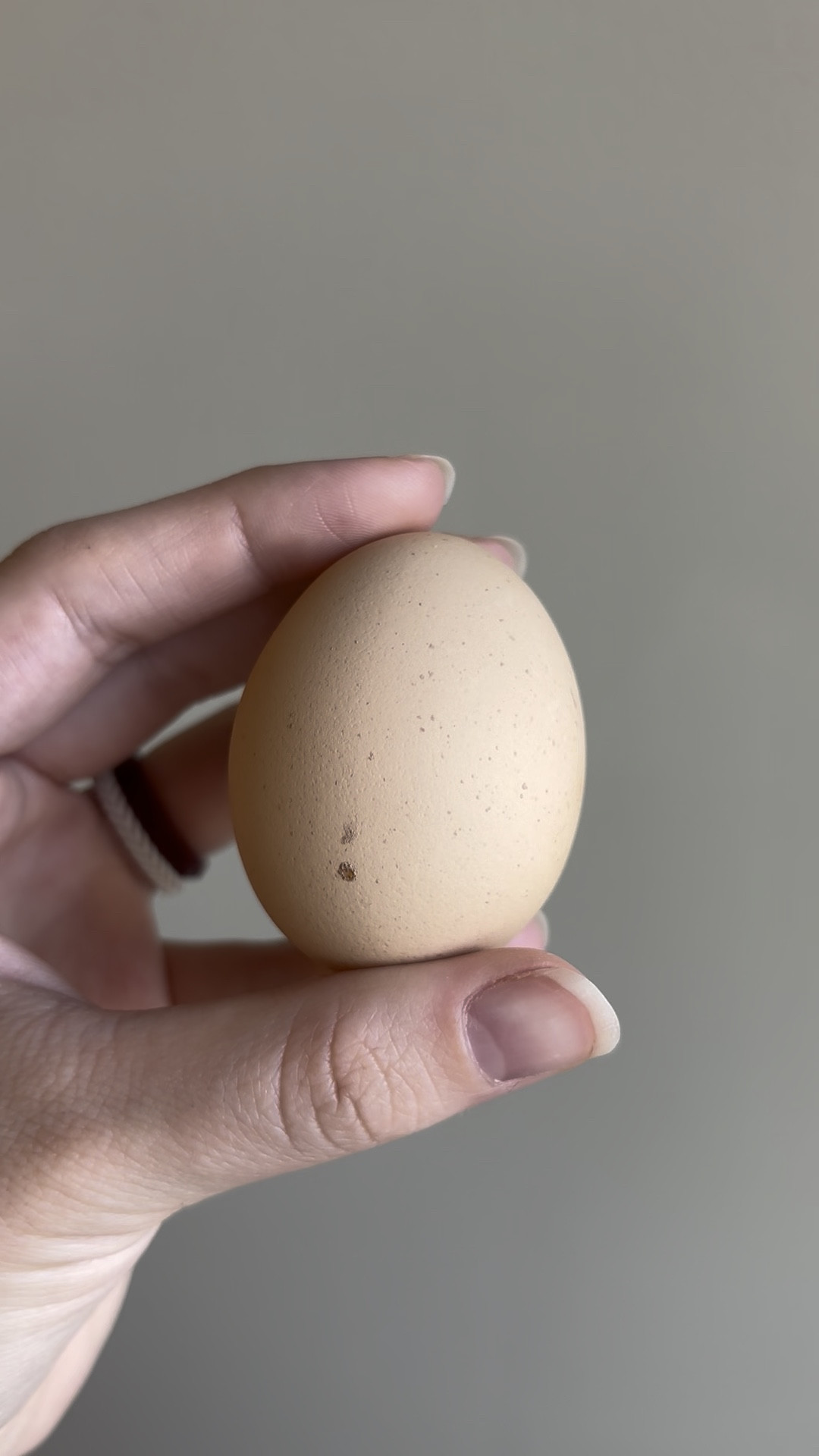 Our girls lay the prettiest eggs! Had to share this video here too! Obviously love a good blue or green egg but the bloom pattern on these to make spots is so unique 😍

#LTKPets #LTKFamily #LTKHome