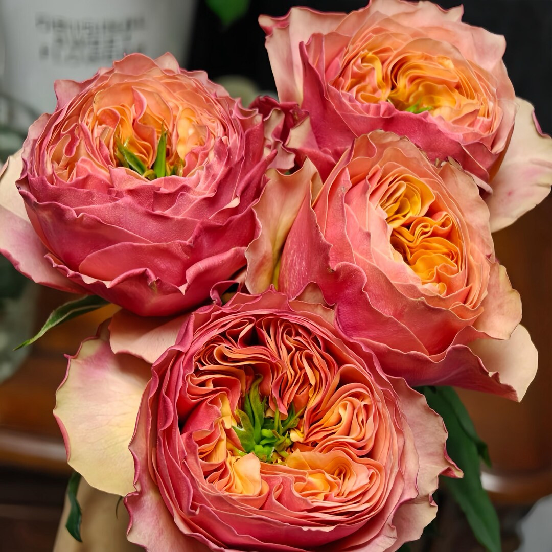 South park. 南方公园 Own root. | Etsy (US)