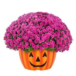 METROLINA GREENHOUSES 1 Gal. Purple Mum Chrysanthemum Orange Mumkin Planter Perennial Plant (1-Pa... | The Home Depot