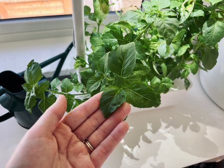 Fresh Marseille basil 🌿 in the Click and Grow #garden 

#LTKkids #LTKfamily #LTKhome