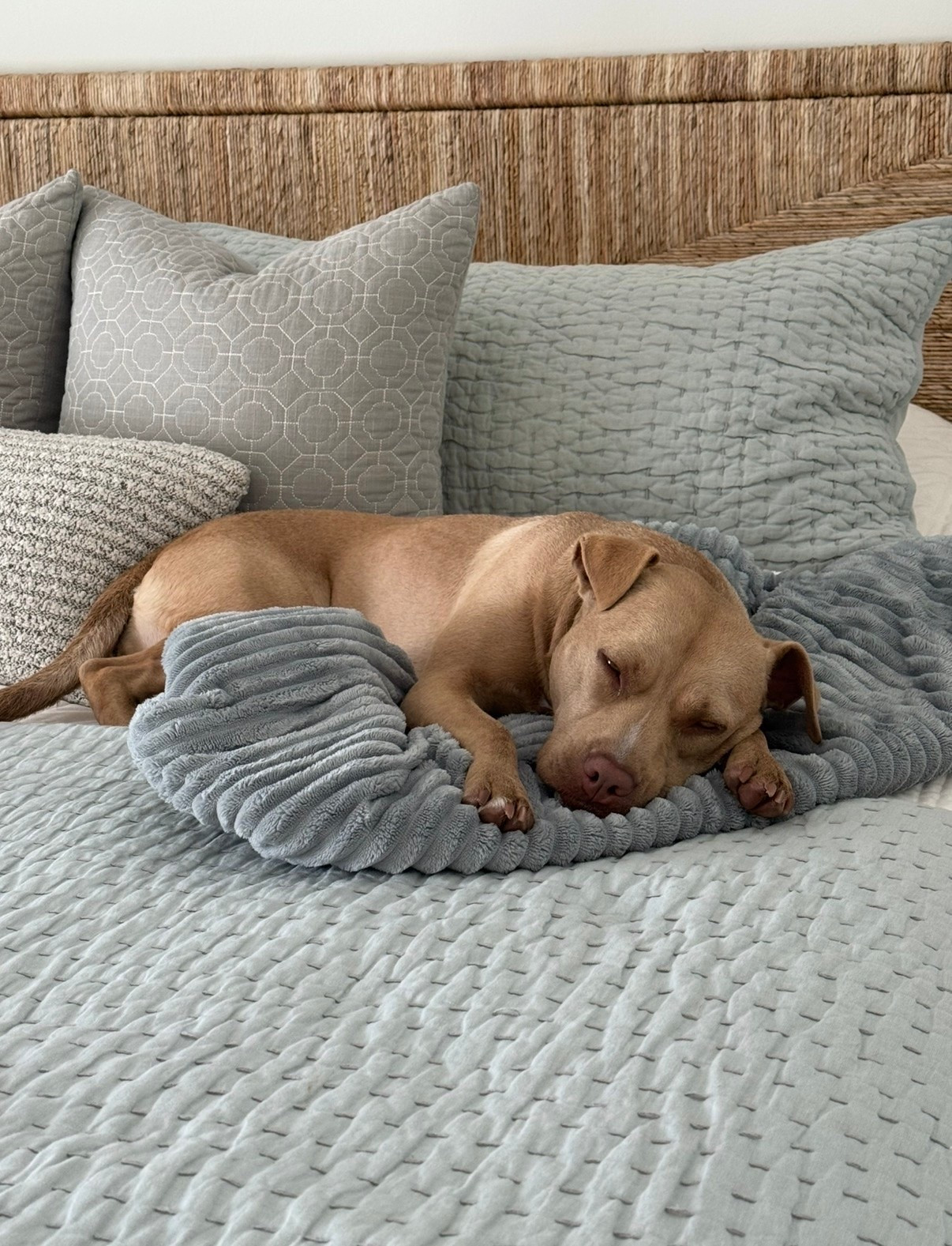 AC is cold…we still keep a heated blanket on the bed for me and Sunny! 😆
Bedroom decor bedding quilt sets coastal decor

#LTKSeasonal #LTKHome #LTKSaleAlert