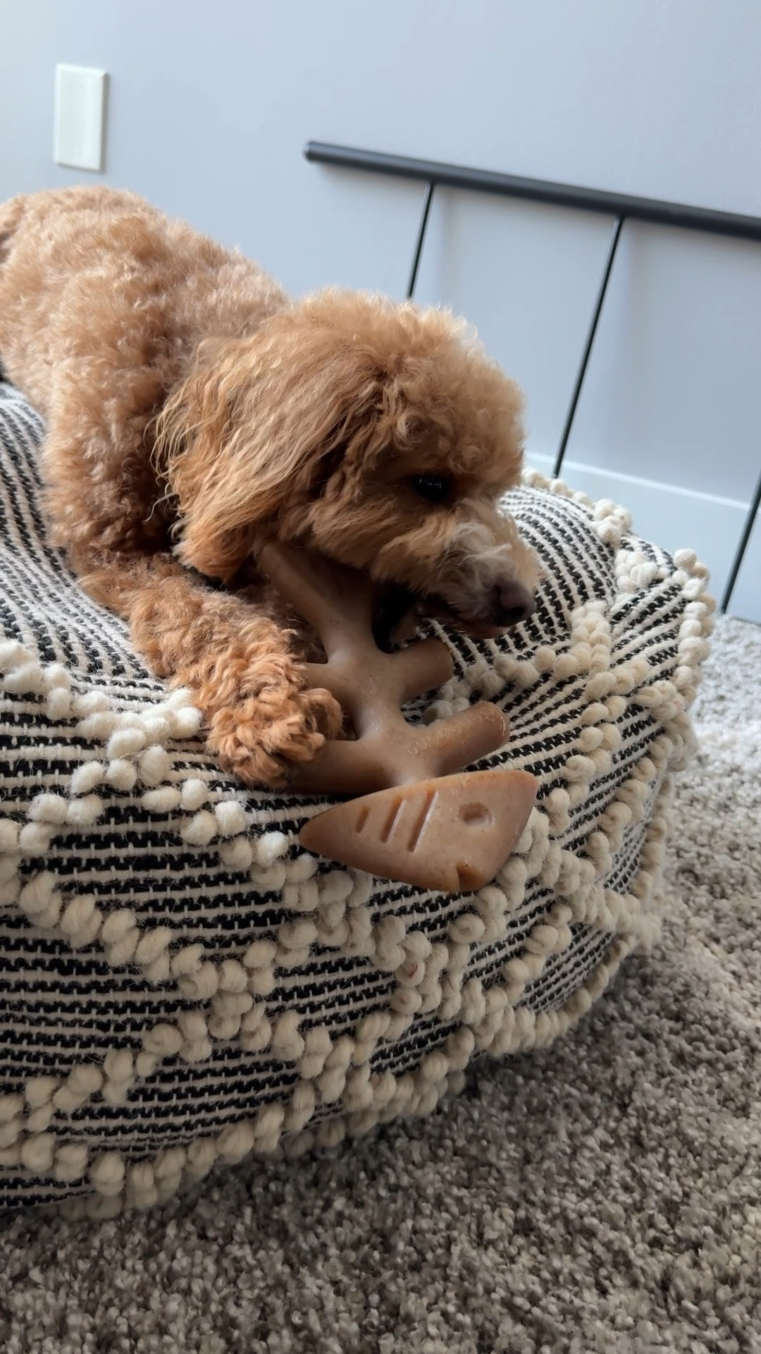 Bear’s new favorite Benebone dog toy. He loved chewing on them as a puppy. Recently bought him the fish version & he loves it! Dog toy to keep your dog occupied .

#LTKFindsUnder50