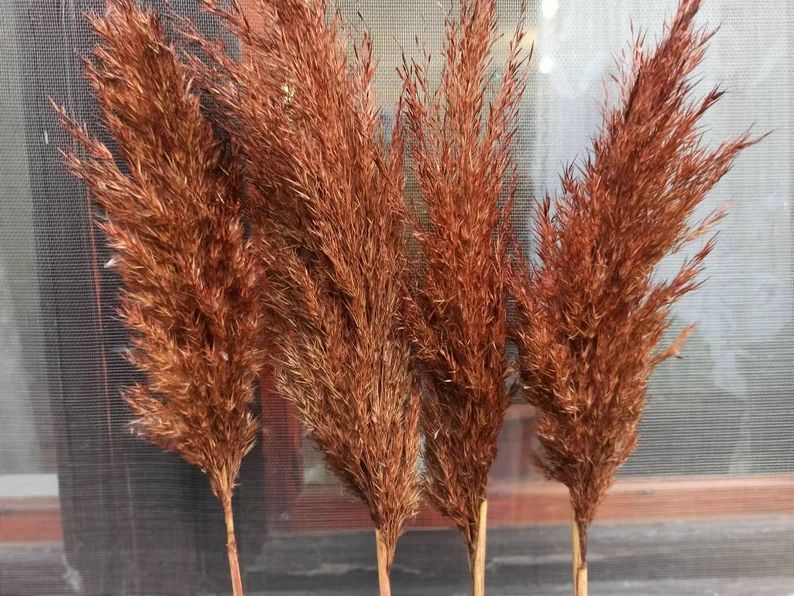 PAMPAS GRASS/Terracotta Colored/1 (One) Stem/Dry Reeds/Dried Flowers/Dried Pampas Grass/Wedding D... | Etsy (US)