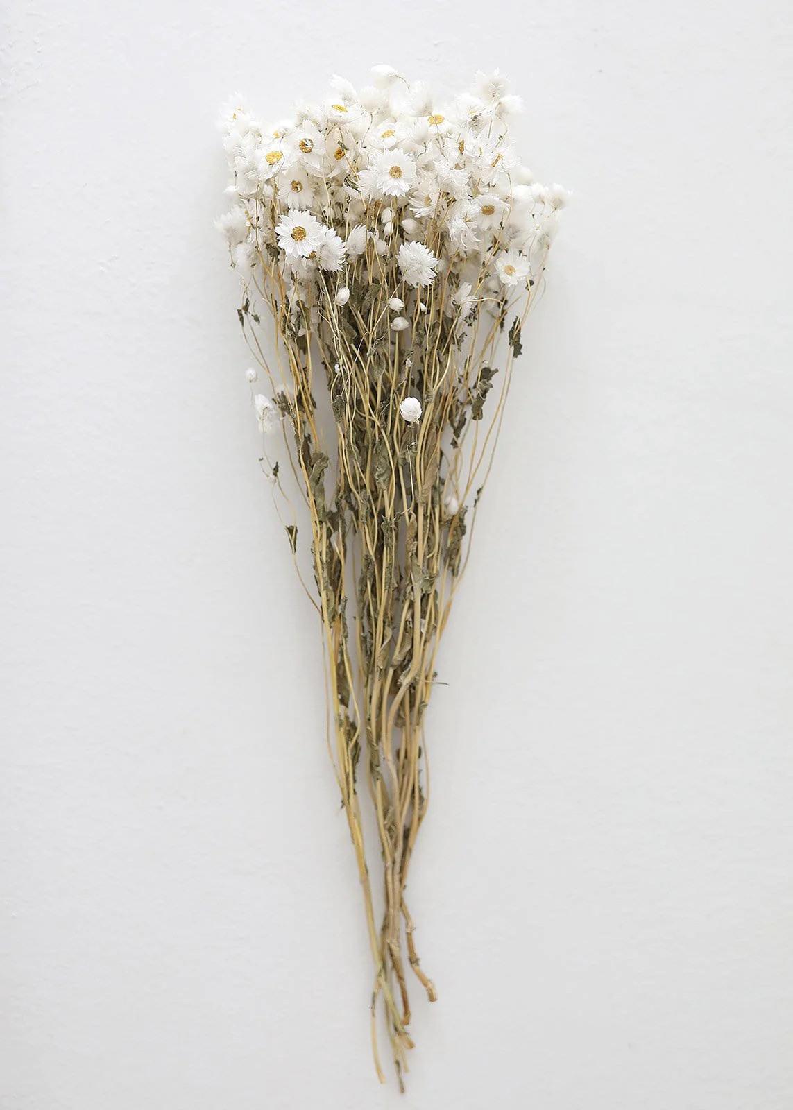 White Preserved Rodanthe Flowers - 22-28" | Afloral