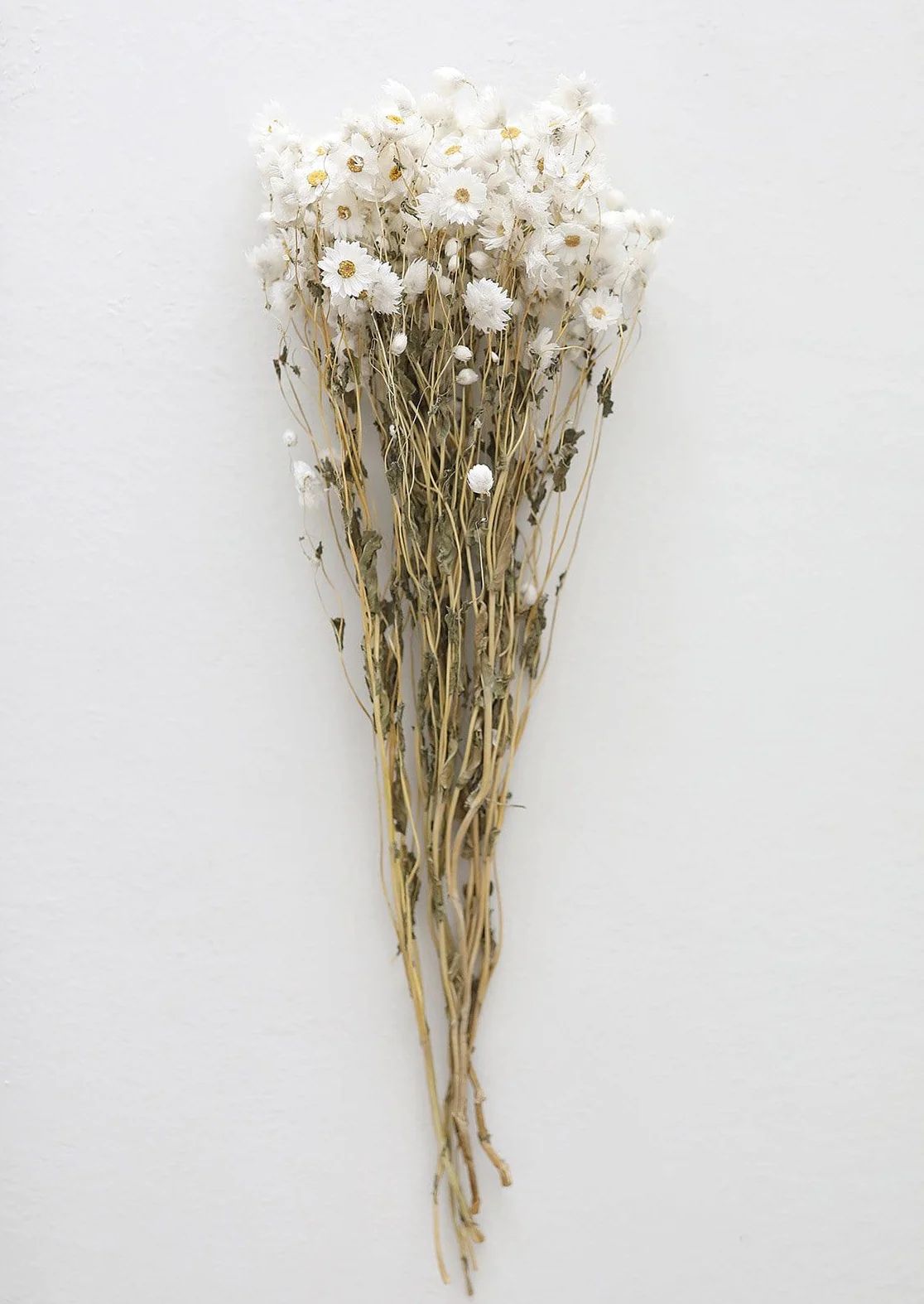 White Preserved Rodanthe Flowers - 22-28" | Afloral