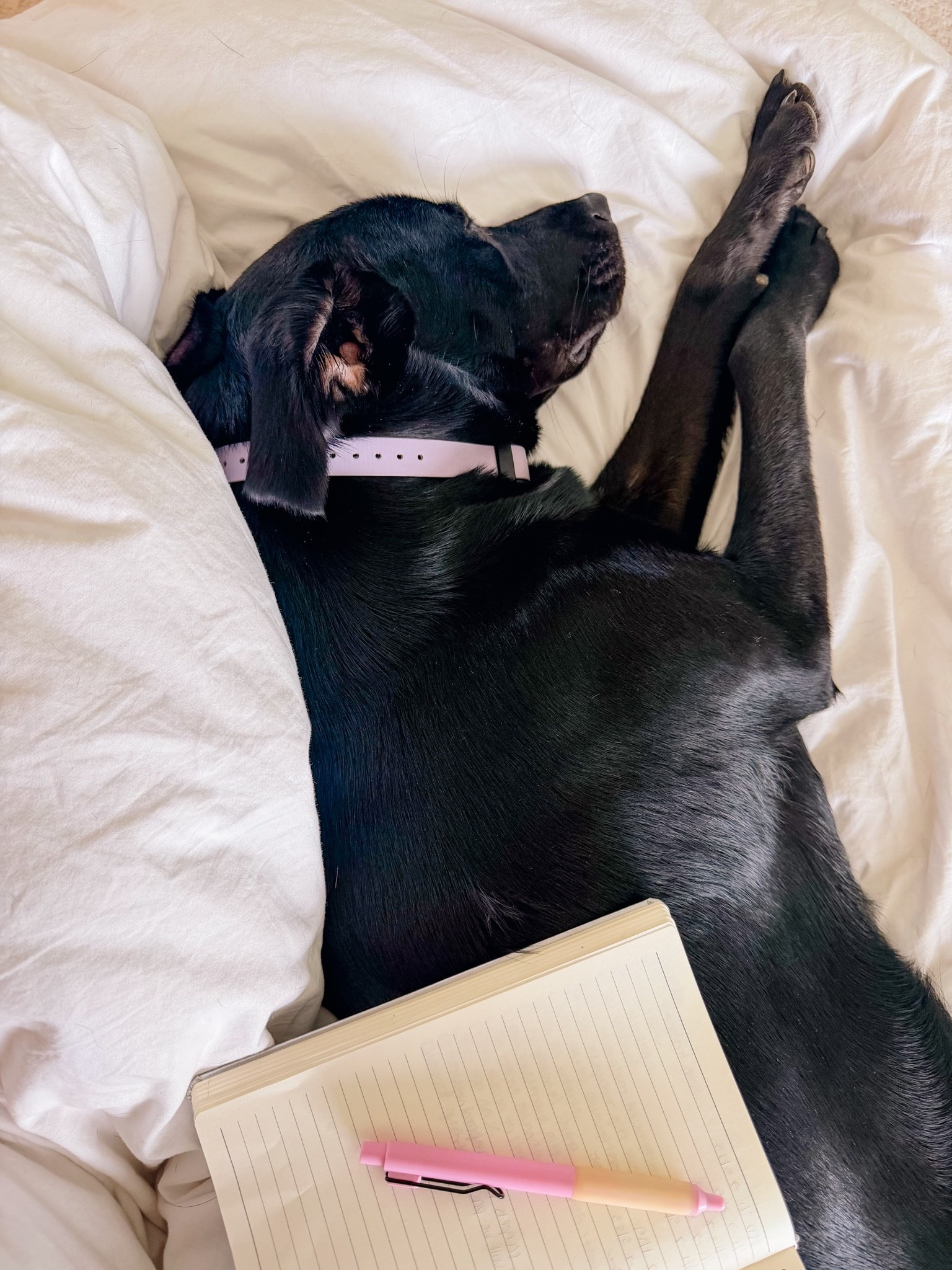 These are the Friday afternoons I live for 🤍🐾 Quiet time for me & Piper!!