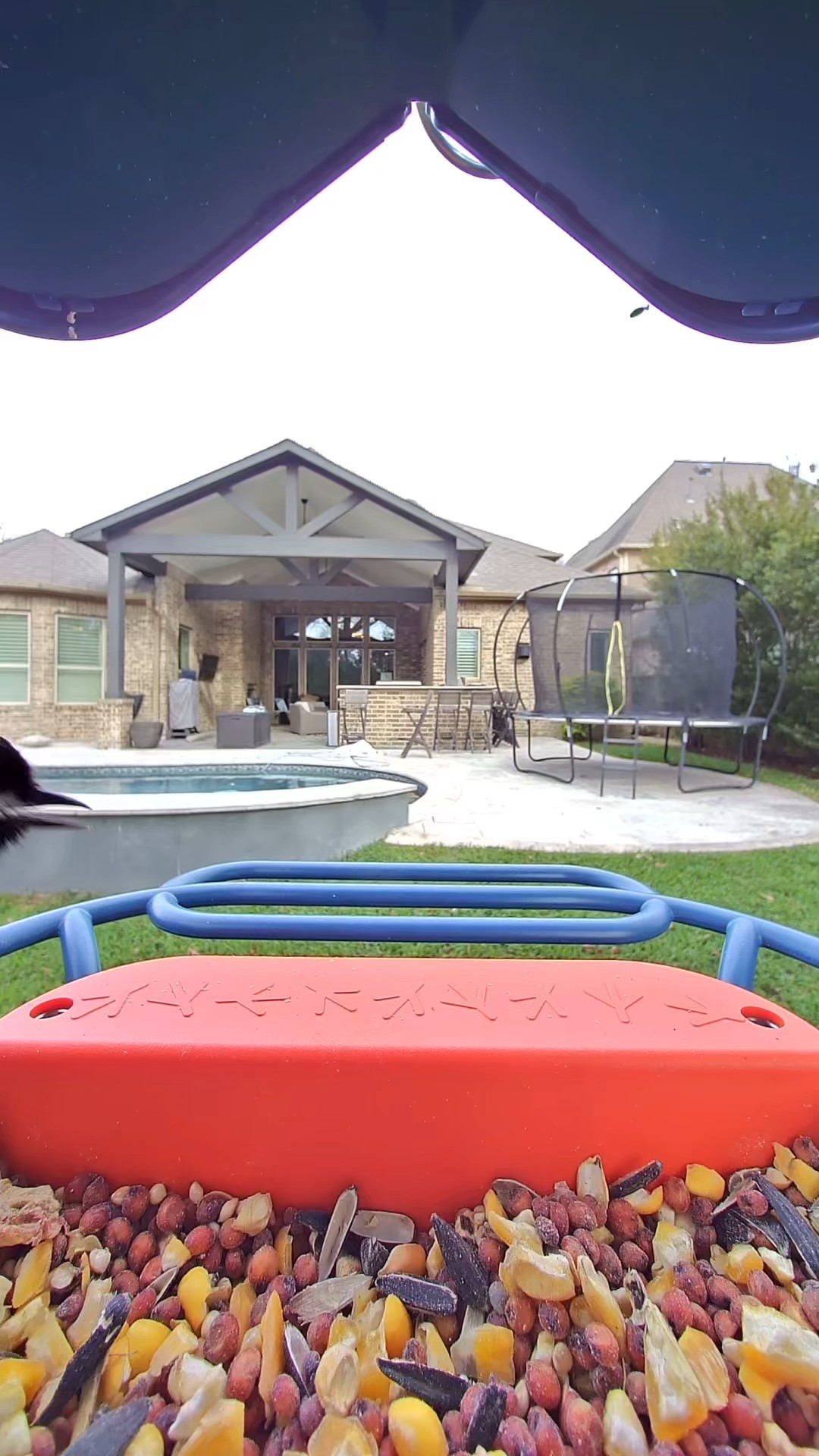 Best purchase of 2025

Bird buddy | bird feeder 