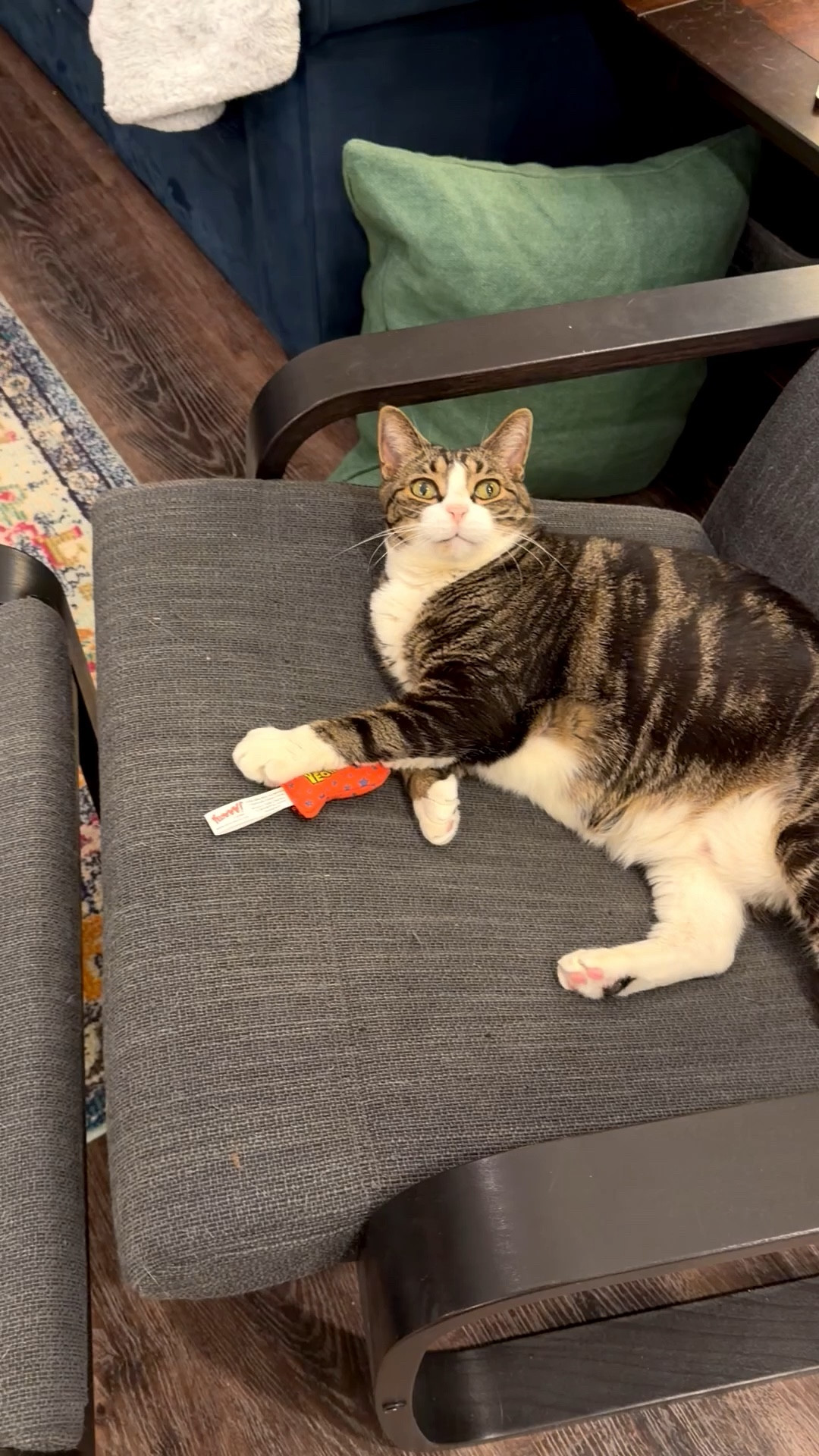 Great catnip toys for cats and kittens 😻💚🐾

#LTKmomlife #LTKGiftGuide #LTKvlog