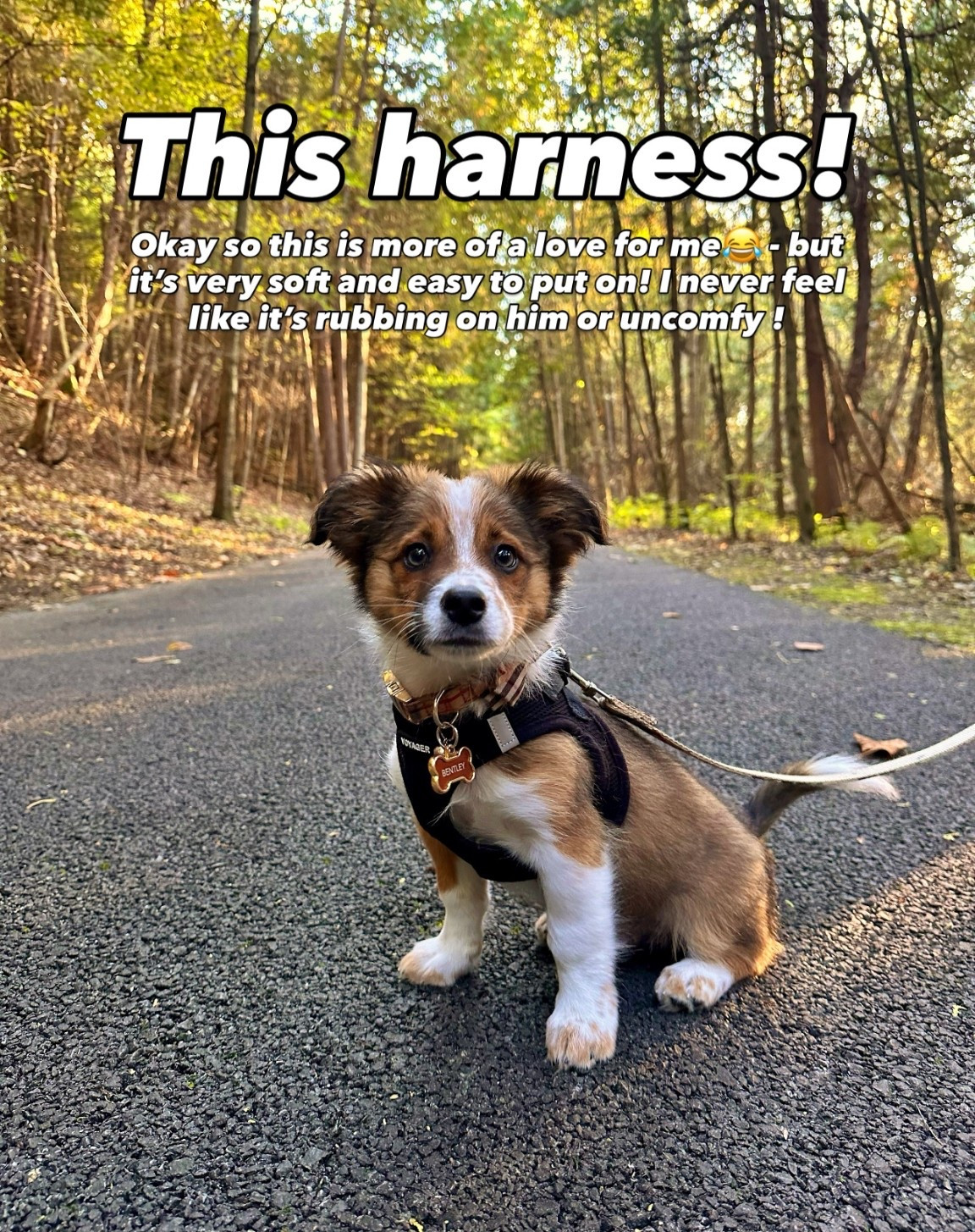 Soft and easy to put on harness for dogs


#LTKHome #LTKPets