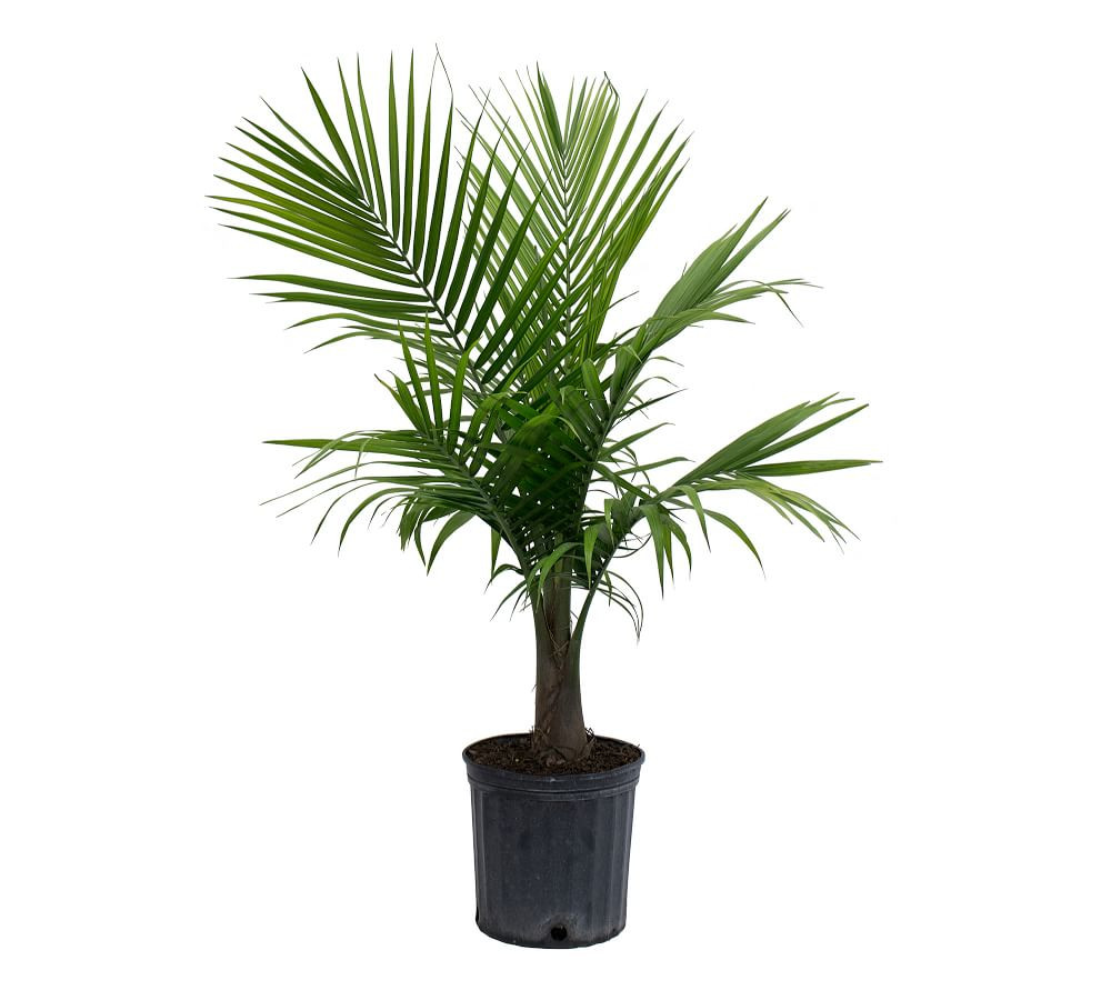 Fresh Majesty Palm Plant | Pottery Barn (US)