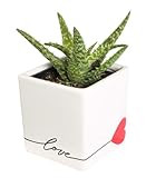 Costa Farms Mini Succulent, Live Succulent Plant, Grower's Choice Potted Succulent, Indoor Houseplan | Amazon (US)
