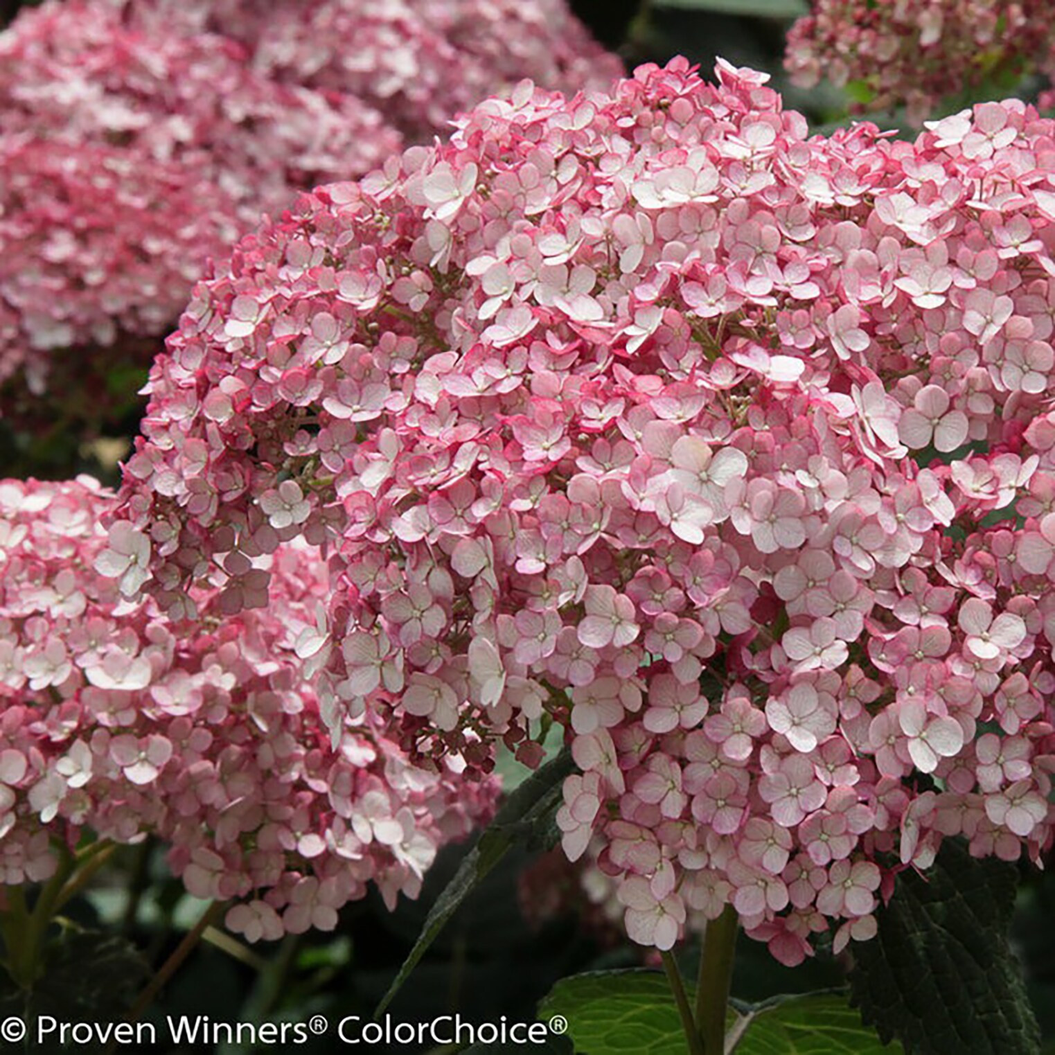 Proven Winners Incrediball Blush Smooth Hydrangea (Arborescens) Flowering Shrub in 1 -Quart Pot 1.0 -Pack with Pink Blooms | HYDPRC1147800 | Lowe's