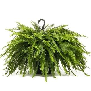 Pure Beauty Farms 2.5 Qt. Boston Fern Plant in 8 in. Hanging Basket BOPIS4417 | The Home Depot