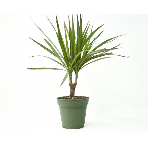 Dracaena Marginata Cane - In 4" Pot / Live Home and Garden | Walmart (US)