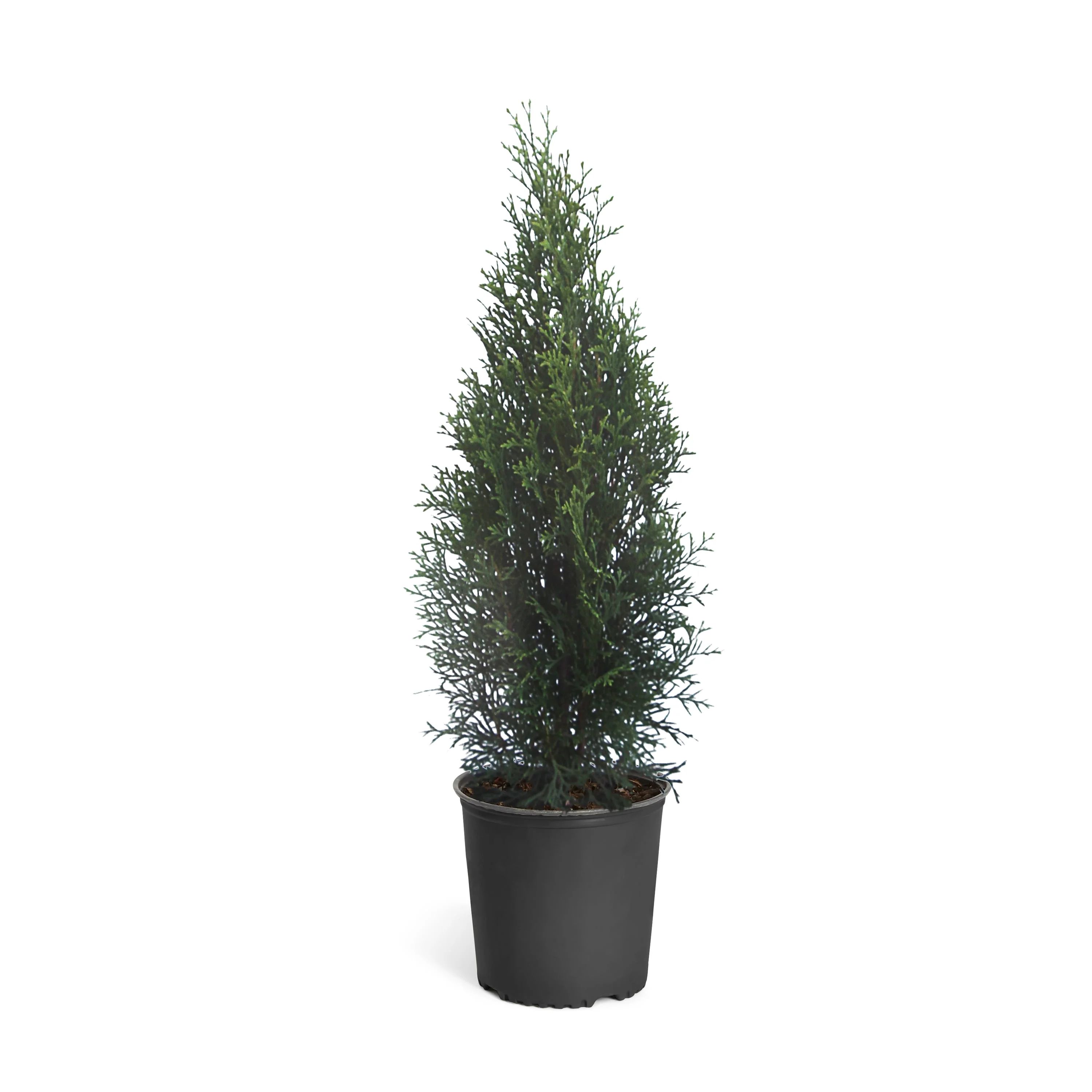 Brighter Blooms - Emerald Green Arborvitae, 1-2 ft. - No Shipping To AZ and OR | Walmart (US)