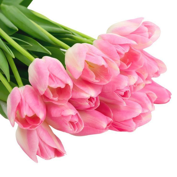 Fresh Cut Pink Tulip Flowers - 15 stem - Spritz™ | Target