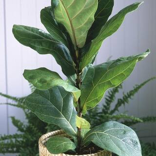 10 in. Fiddle Leaf Fig Plant | The Home Depot