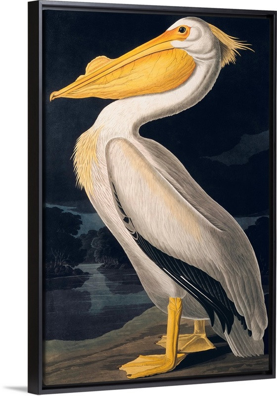 Birds of N America II, JJ Audubon Wall Art | Great Big Canvas - Dynamic