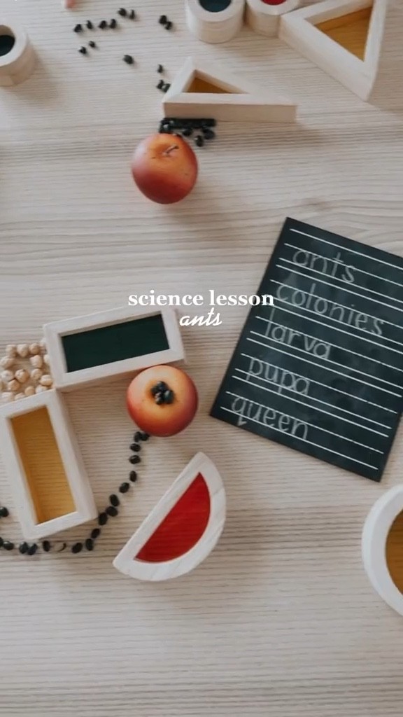 Homeschool lesson ants study nature lesson 

#LTKhome #LTKkids