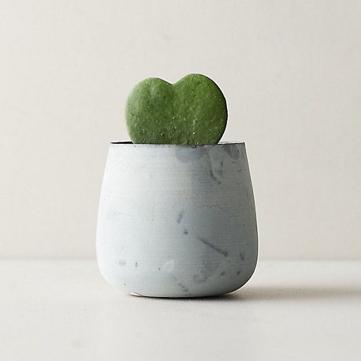 Hoya Heart, Metal Pot | Terrain