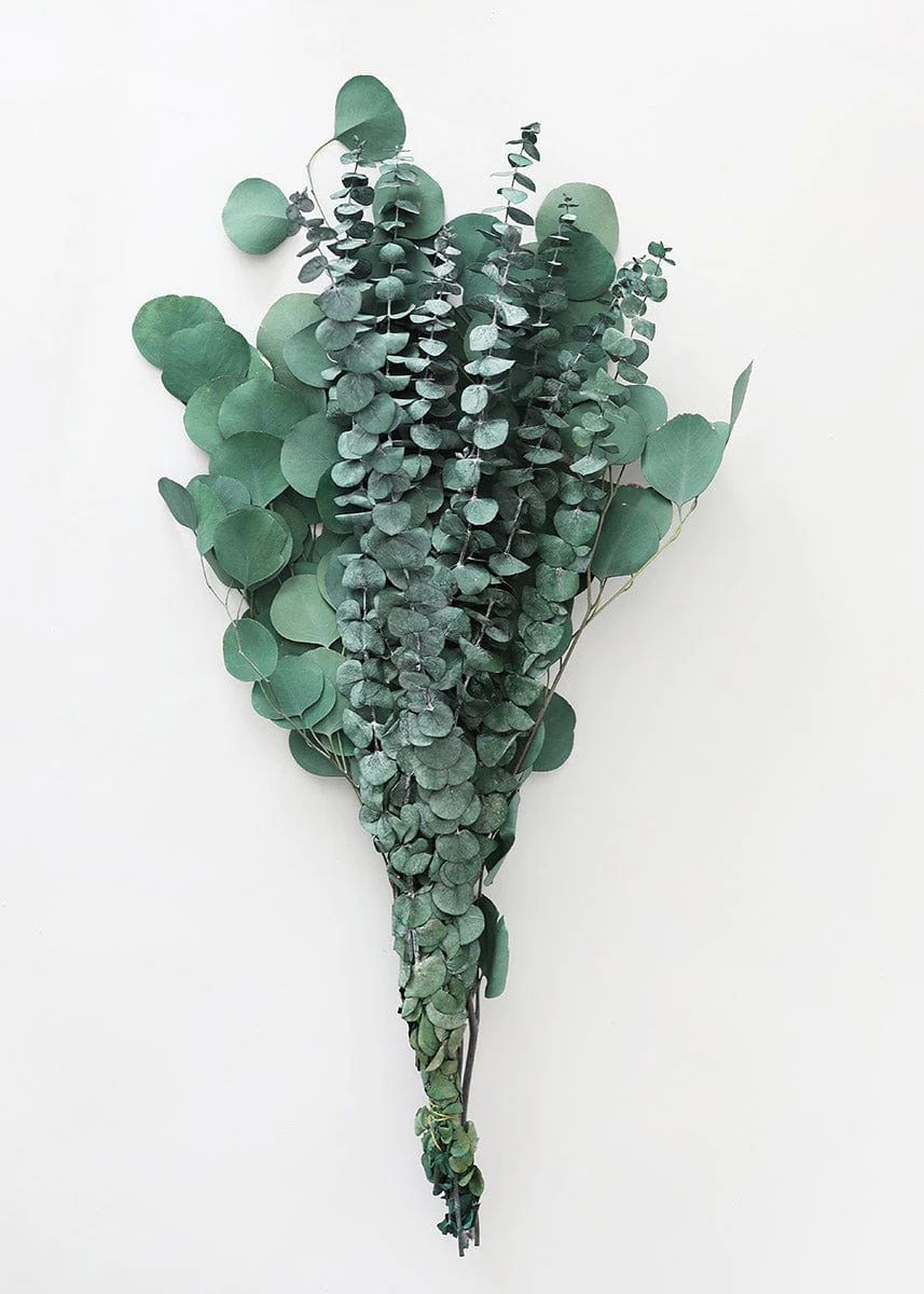 Preserved Mixed Eucalyptus Bundle - 20-26 | Afloral (US)