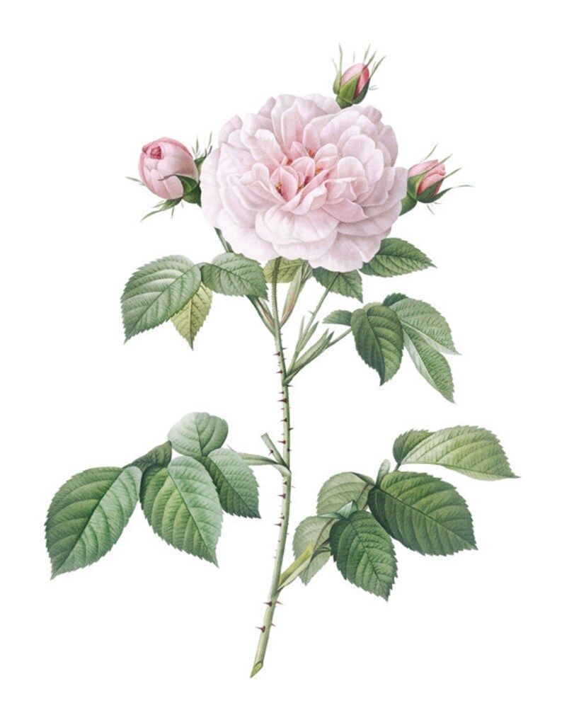 Blush Pink Rose Print P.J. Redoute Vintage Flower | Etsy | Etsy (US)