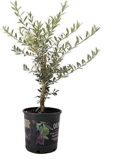 AMERICAN PLANT EXCHANGE Arbequina Indoor Outoor Live Plant, 6" Pot 18-20" Tall, Green & Red Edibl... | Amazon (US)