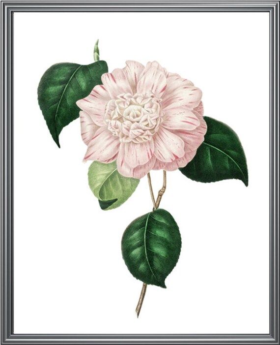 Blush Pink Camellia Printable  'Rosa mundi' Camellia | Etsy | Etsy (US)