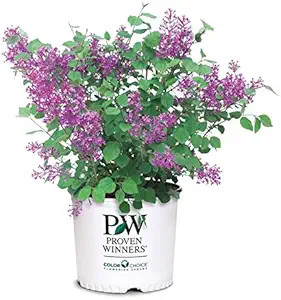 Proven Winners - Syringa x Bloomerang Dark Purple (Reblooming Lilac) Shrub, dark purple flowers, ... | Amazon (US)