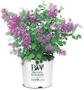 Proven Winners - Syringa x Bloomerang Dark Purple (Reblooming Lilac) Shrub, dark purple flowers, ... | Amazon (US)