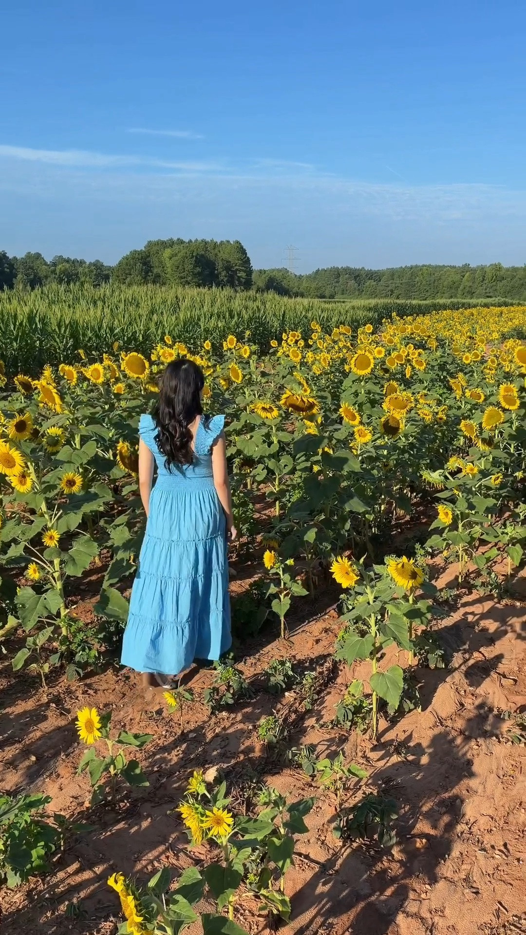 Sunflower day calls for the perfect dress! 🌻 I wore this 100% organic cotton smocked midi dress from Quince in Cornflower Blue, and I love how effortless and classic it looks. 🩵 The breathable cotton fabric keeps it comfortable all day, ☀️ and it comes in so many beautiful colors, making it an easy staple to wear from spring through fall. 🙌🏻 I’ve linked it in my LTK! @Quince #mididress #petitefashion #petitestyle

#LTKPetite #LTKSaleAlert #LTKootd