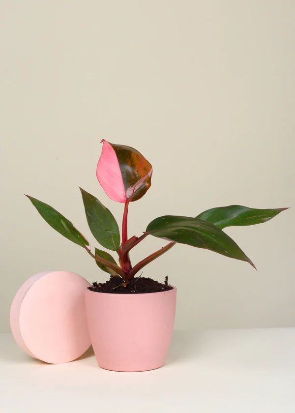 Philodendron Pink Princess | Fleur & Co.