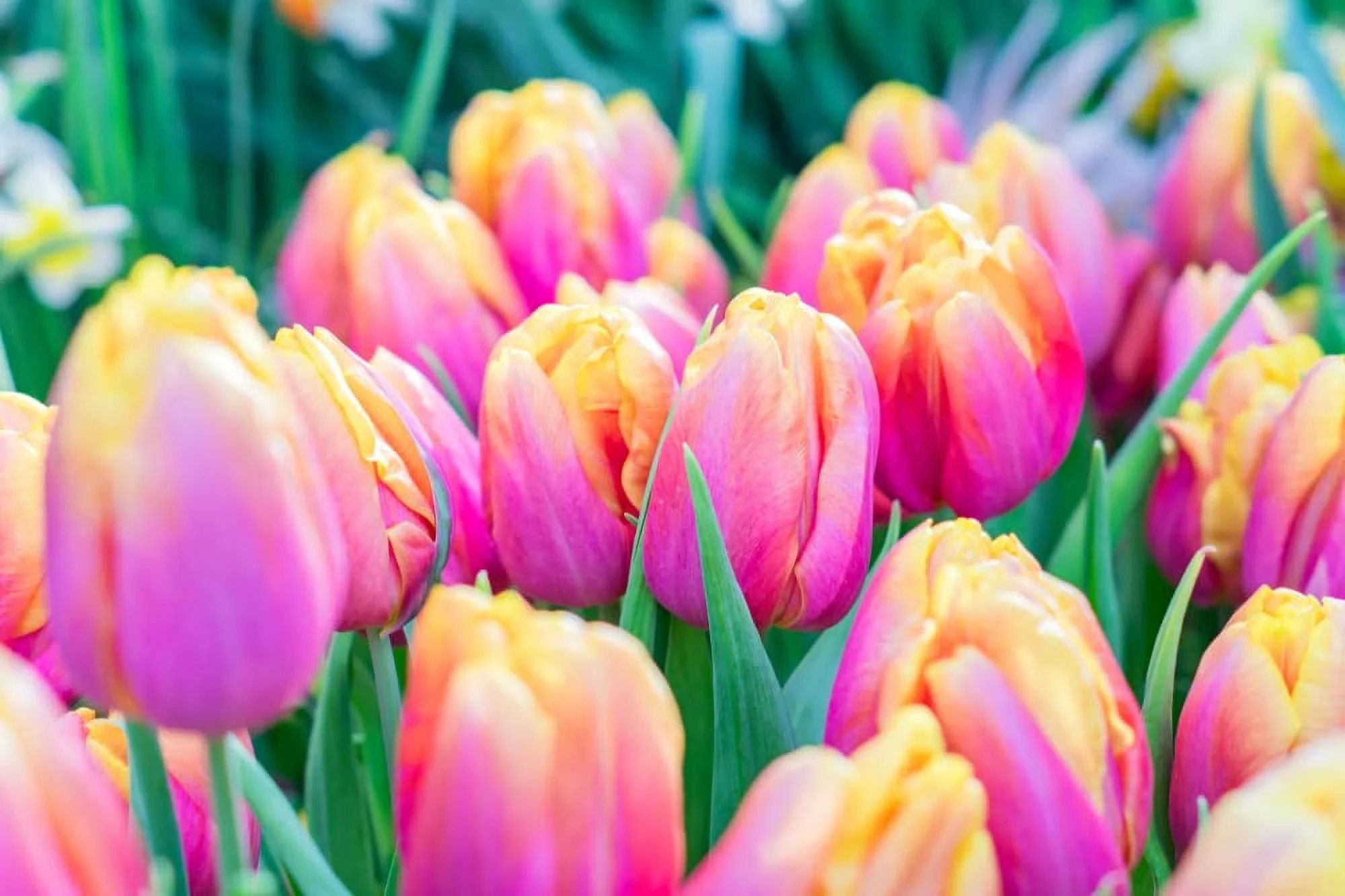 10 Pink Passion Tulip Bulbs for Planting - Easy to Grow - Made in USA, Ships from Iowa | Walmart (US)