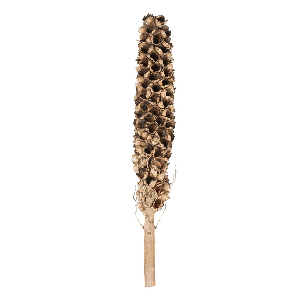 Primrue 50 - 60" Giant Seed Pod - Whole | Wayfair North America