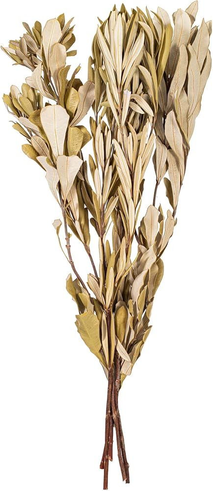 Vickerman 20-24" Natural Dried Mealy Banksia Foliage Bunch, 4.4 oz. This is a Natural Product, Di... | Amazon (US)