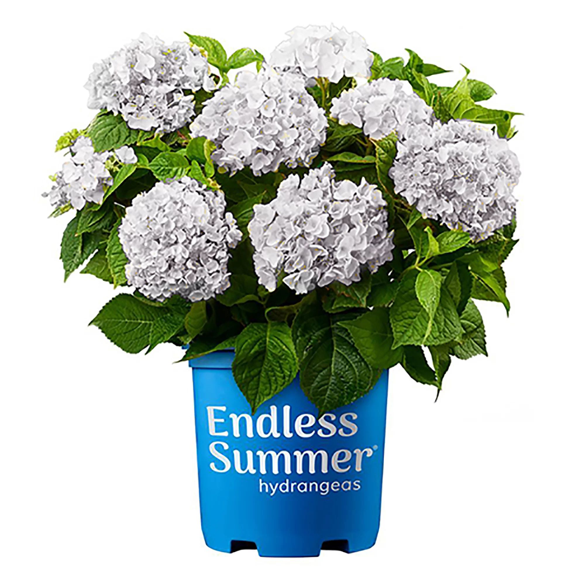 Endless Summer Blushing Bride Hydrangea Live Shrub (2 Gallon) | Walmart (US)